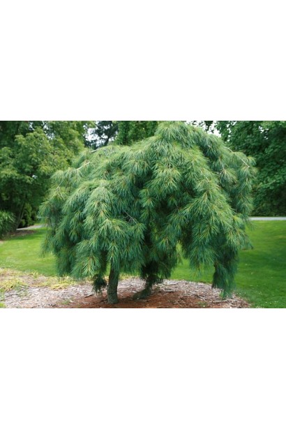 Pinus strobus `Pendula` догляд